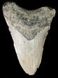 Bargain, Megalodon Tooth - North Carolina #48288-1